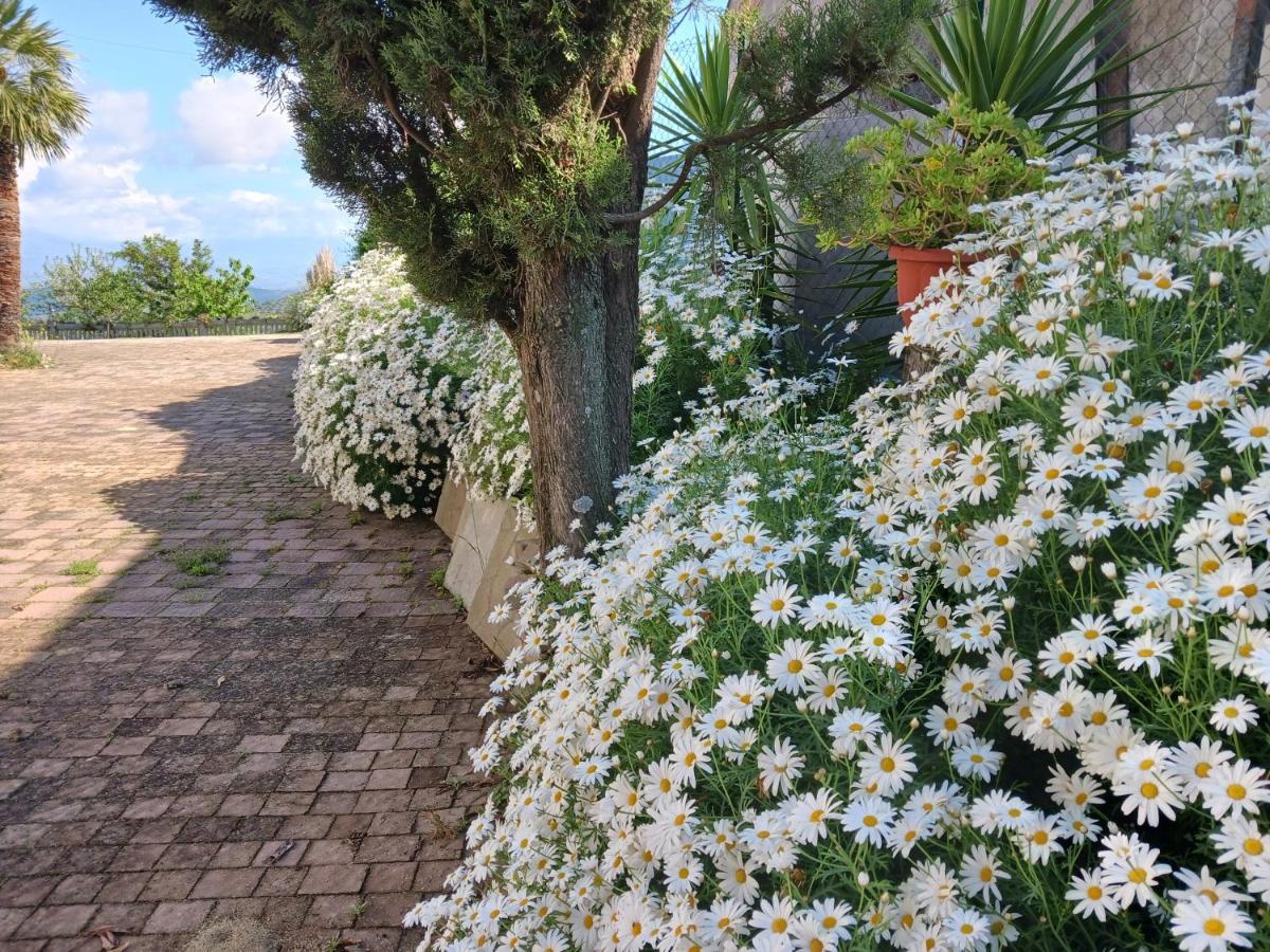 Agriturismo Vemi Villa Santa Sofia d'Epiro Eksteriør billede