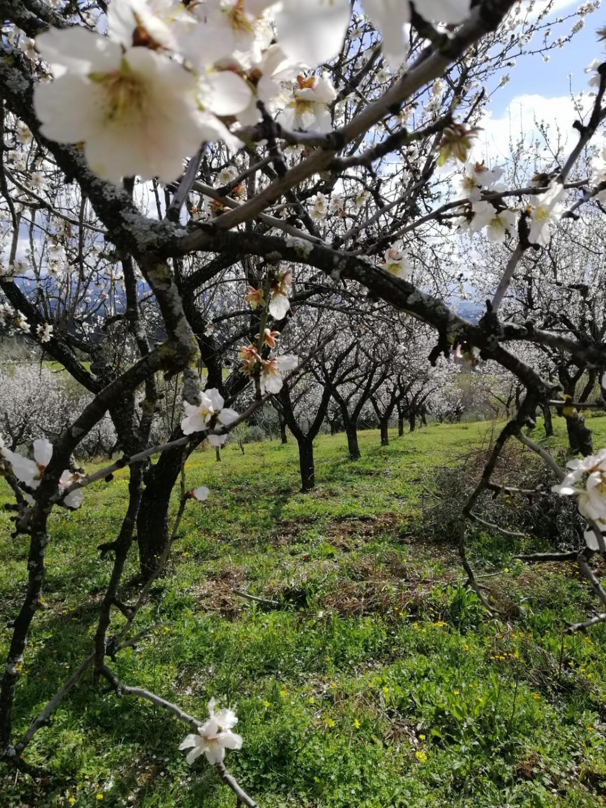 Agriturismo Vemi Villa Santa Sofia d'Epiro Eksteriør billede